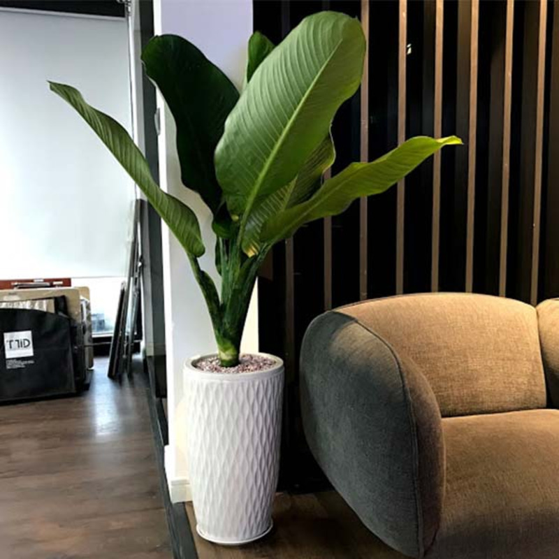 Cây đại phú gia giả trang trí trong nhà