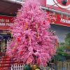 Cây đào giả cao 2.5m
