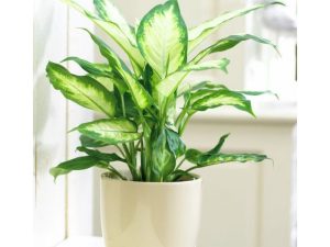 Cây vạn niên thanh giả trang trí