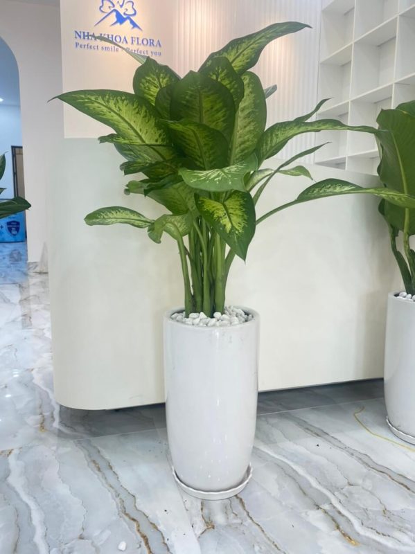 Cây vạn niên thanh giả trang trí decor