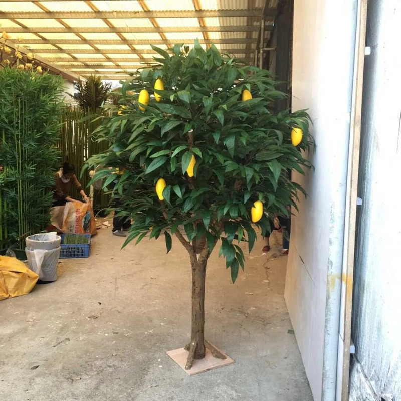 Cây xoài giả Cây xoài giả