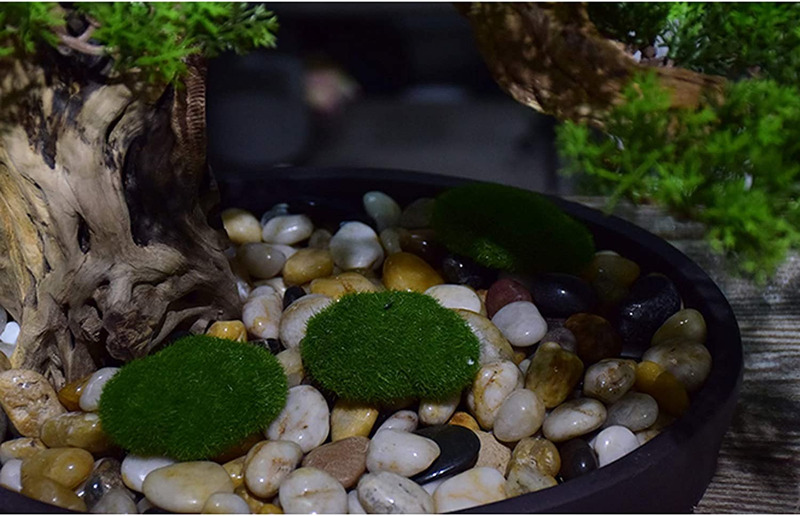 Đế cây tùng la hán giả