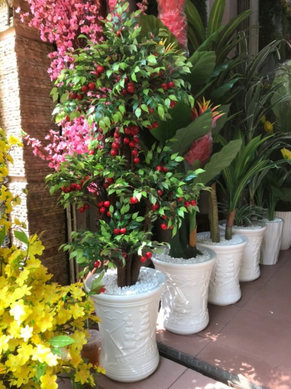 Hình ảnh cây cherry giả đẹp